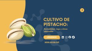 cultivo de pistachos
