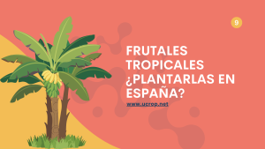 frutales_tropicales_plantarlos_en_espana